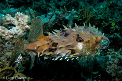 Cyclichthys orbicularis