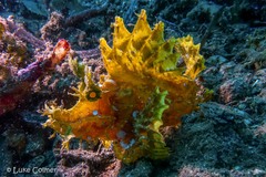 Rhinopias frondosa