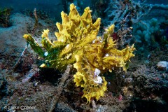 Rhinopias frondosa