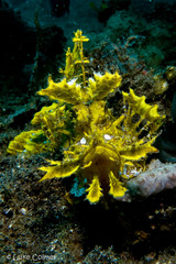 Rhinopias frondosa