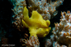 Antennarius pictus