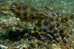 Hapalochlaena lunulata