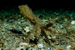 Hapalochlaena lunulata