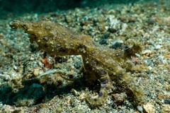Hapalochlaena lunulata
