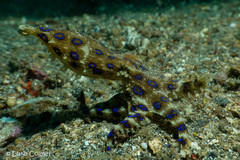 Hapalochlaena lunulata