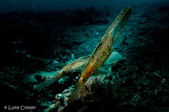 Solenostomus cyanopterus