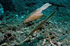 Solenostomus cyanopterus