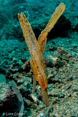 Solenostomus cyanopterus