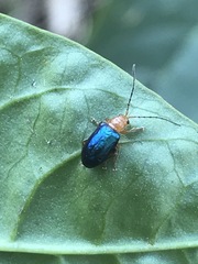 Syphrea flavicollis