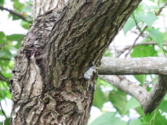 Pyrops watanabei