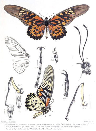 Giant African Swallowtail