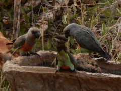 Poicephalus rufiventris