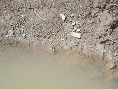 Pyxicephalus adspersus