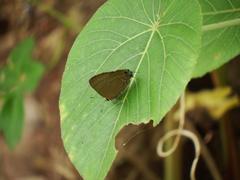 Rapala varuna formosana