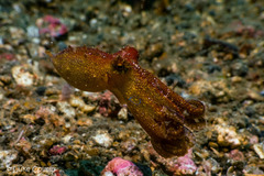 Amphioctopus siamensis
