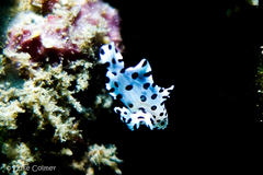 Chromileptes altivelis