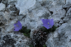 Campanula raineri