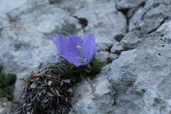 Campanula raineri