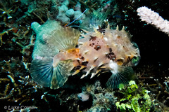 Cyclichthys orbicularis