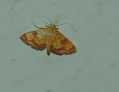 Isocentris filalis