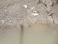 Pyxicephalus adspersus