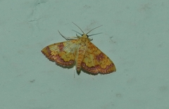 Isocentris filalis