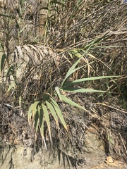 Arundo donax