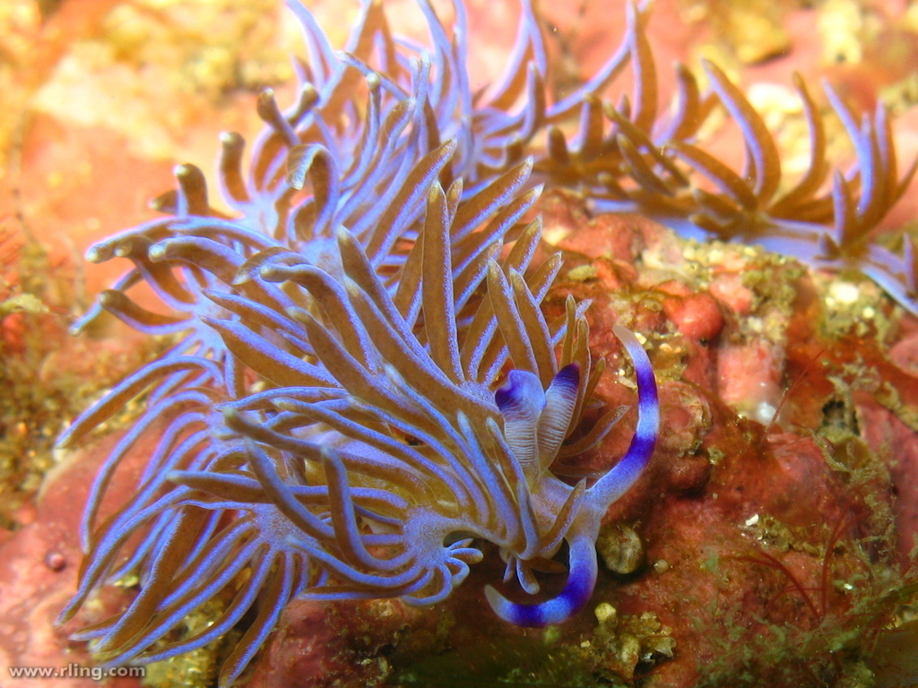 Blue Dragons