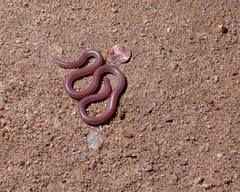Rena humilis humilis