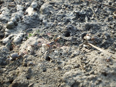 Macrophthalmus banzai