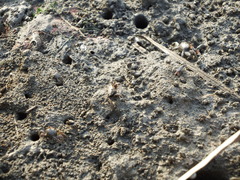 Macrophthalmus banzai