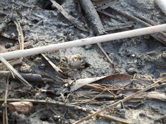 Macrophthalmus banzai