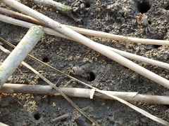 Ilyoplax formosensis