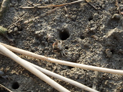 Ilyoplax formosensis