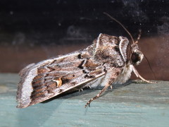 Proteuxoa oxygona