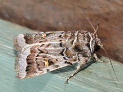 Proteuxoa oxygona