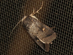 Proteuxoa cinereicollis