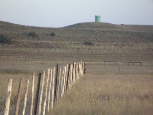 Cape Longclaw (Macronyx capensis), photo 6