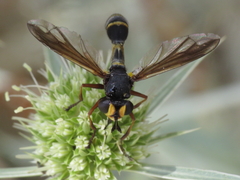 Physocephala rufipes