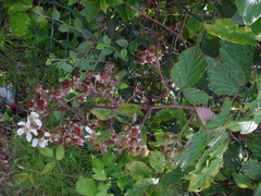 Rubus lindleianus