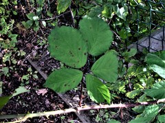 Rubus lindleianus