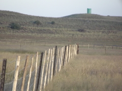 Macronyx capensis colletti