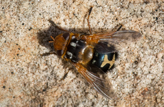 Microtropesa sinuata