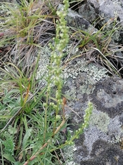 Artemisia commutata