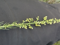 Artemisia commutata
