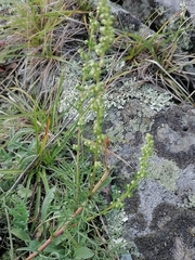 Artemisia commutata