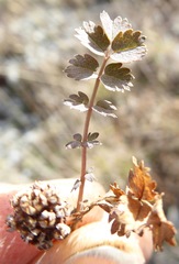 Acaena inermis