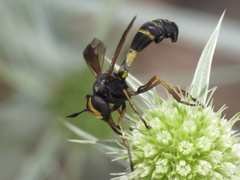 Physocephala rufipes