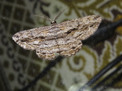 Scioglyptis chionomera