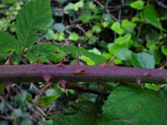Rubus cissburiensis